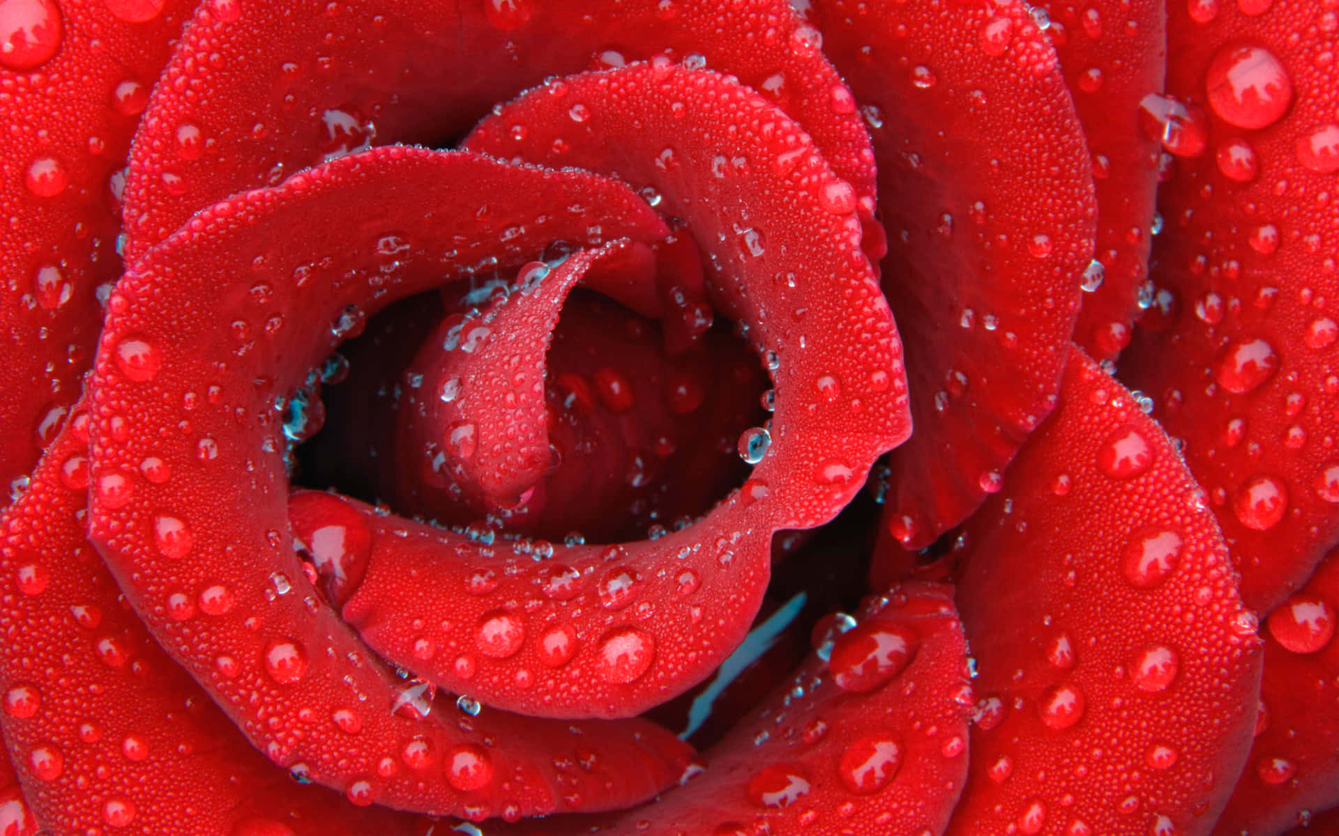 Show Your Everlasting Love On Valentine's Day With A Beautiful Bouquet Of Roses