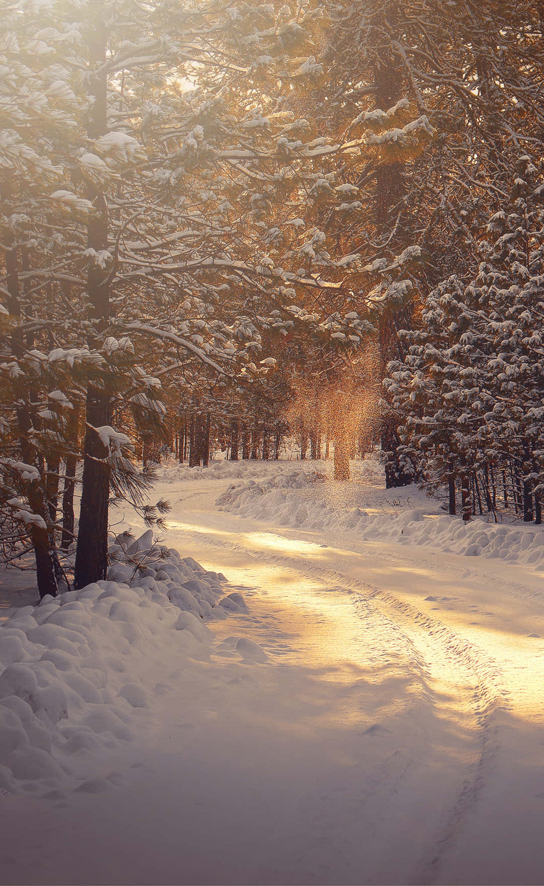 Simple Winter Path Woods