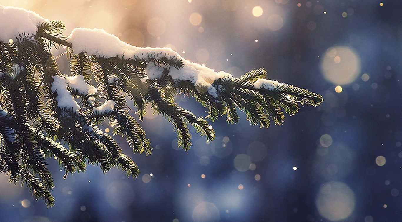 Snow Pine Tree Christmas Aesthetic Computer