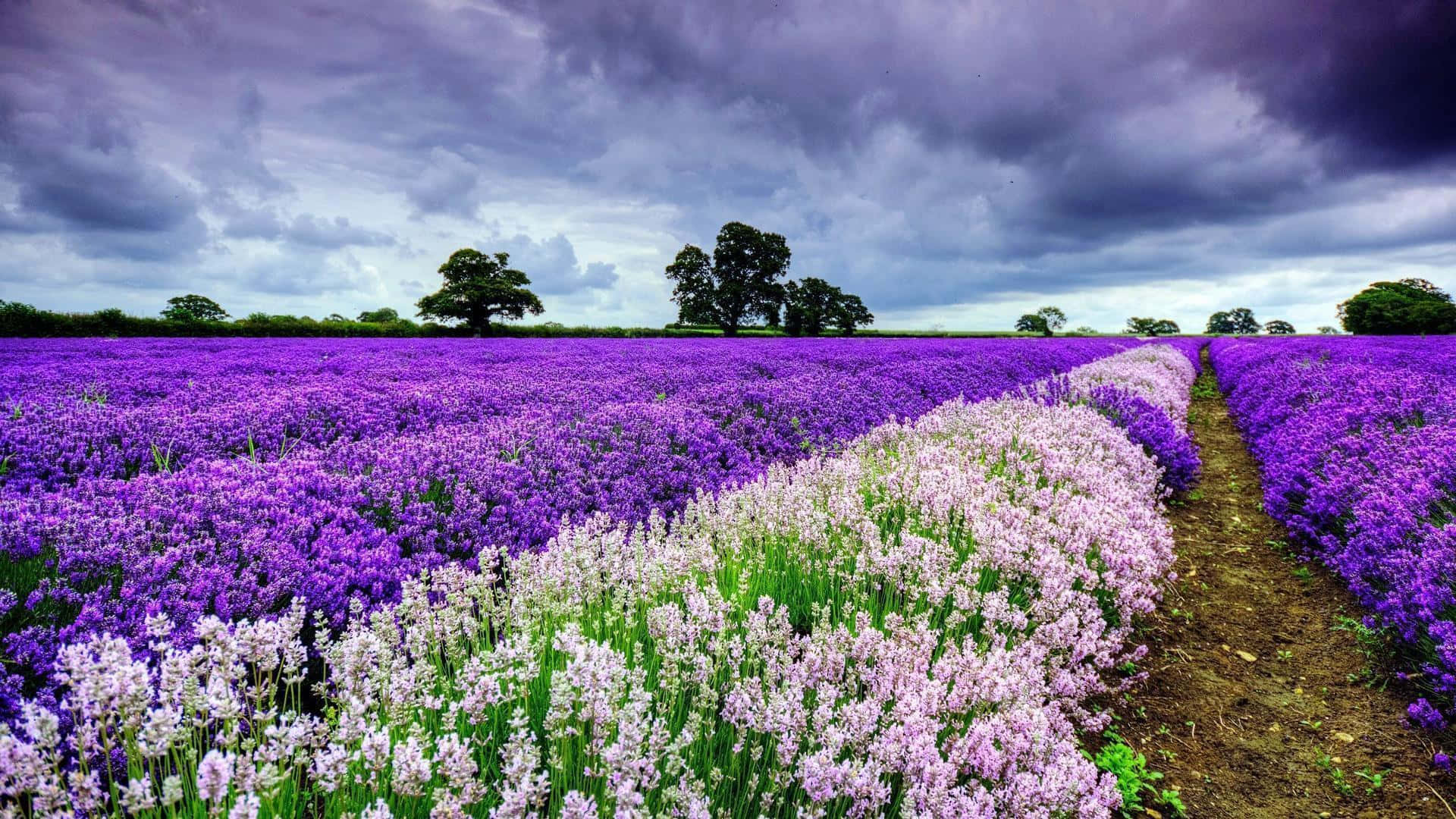 Spring Flowers Desktop Lavenders