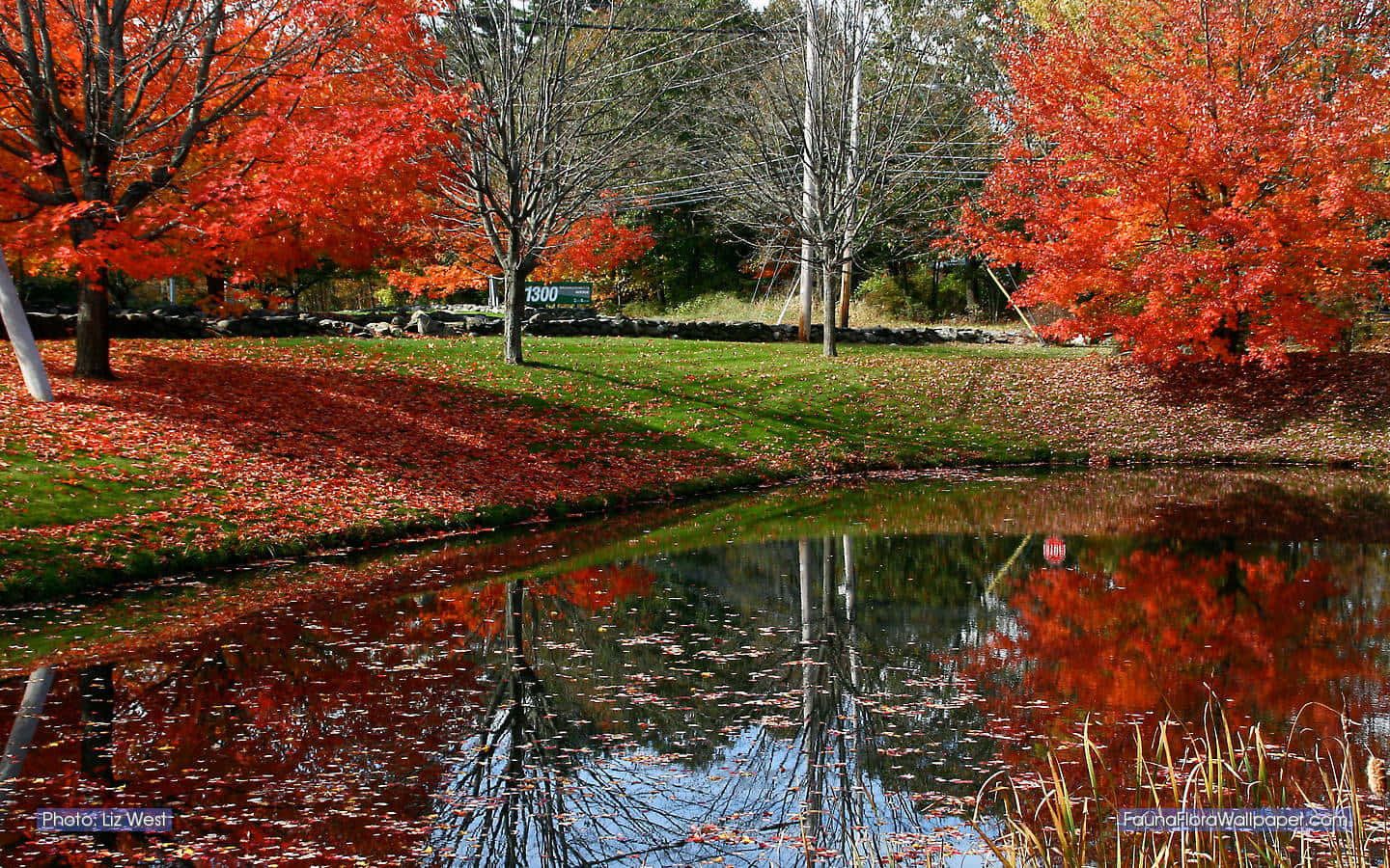 Stroll Through A Serene New England Autumn