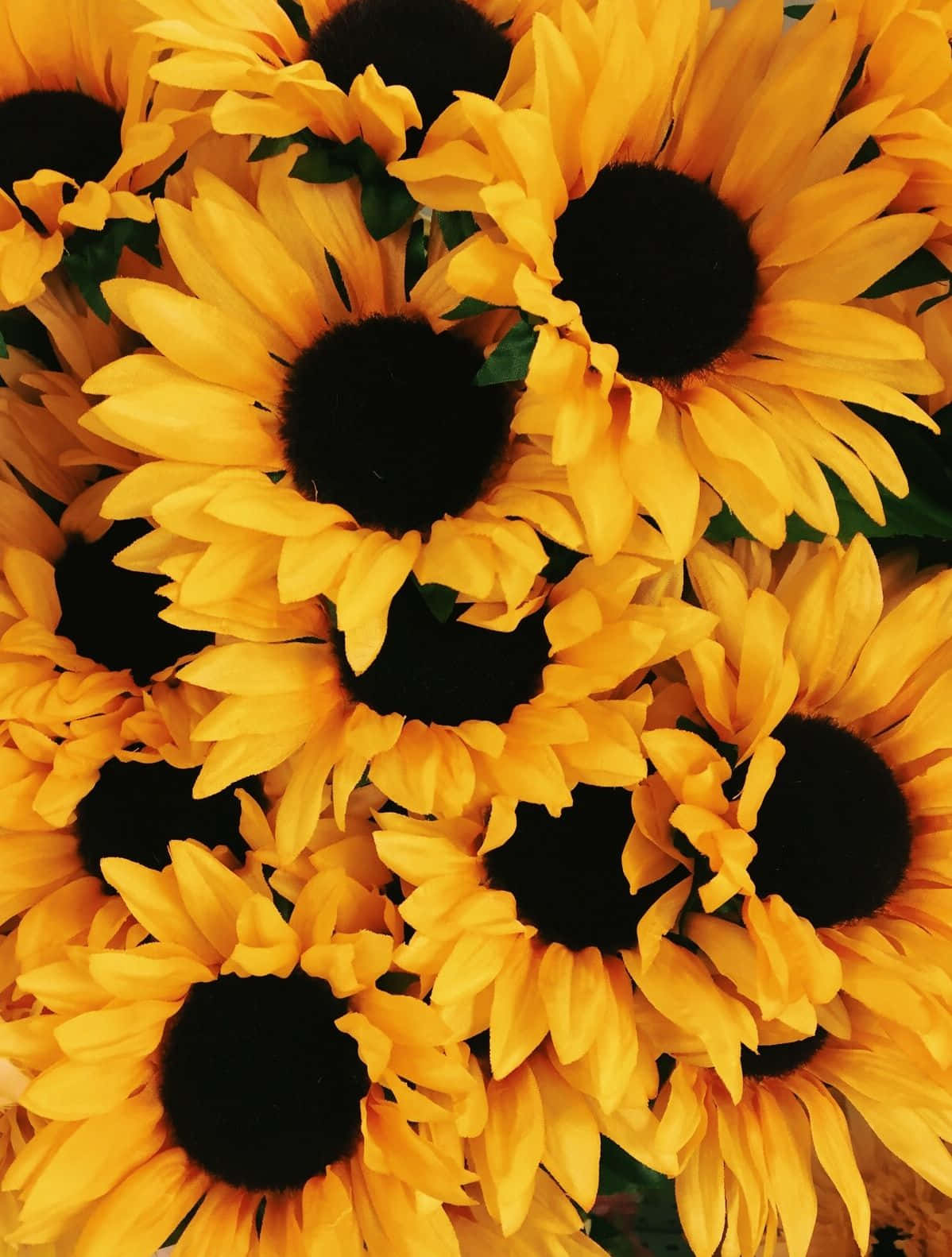 Sunflower With Striking Yellow Petals And A Beautiful Yellow Center