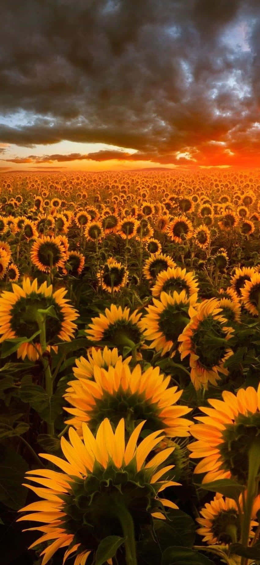 Sunflowers In The Field At Sunset