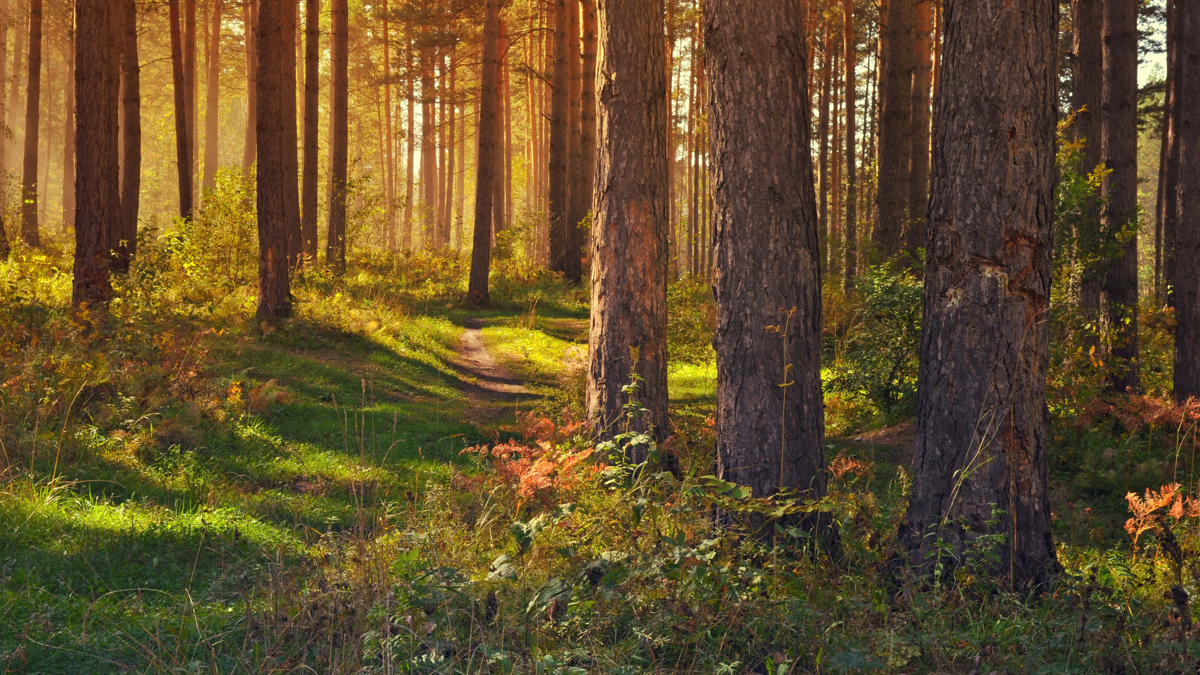 Sunlit Forest Path Summer4 K Ultra Wide