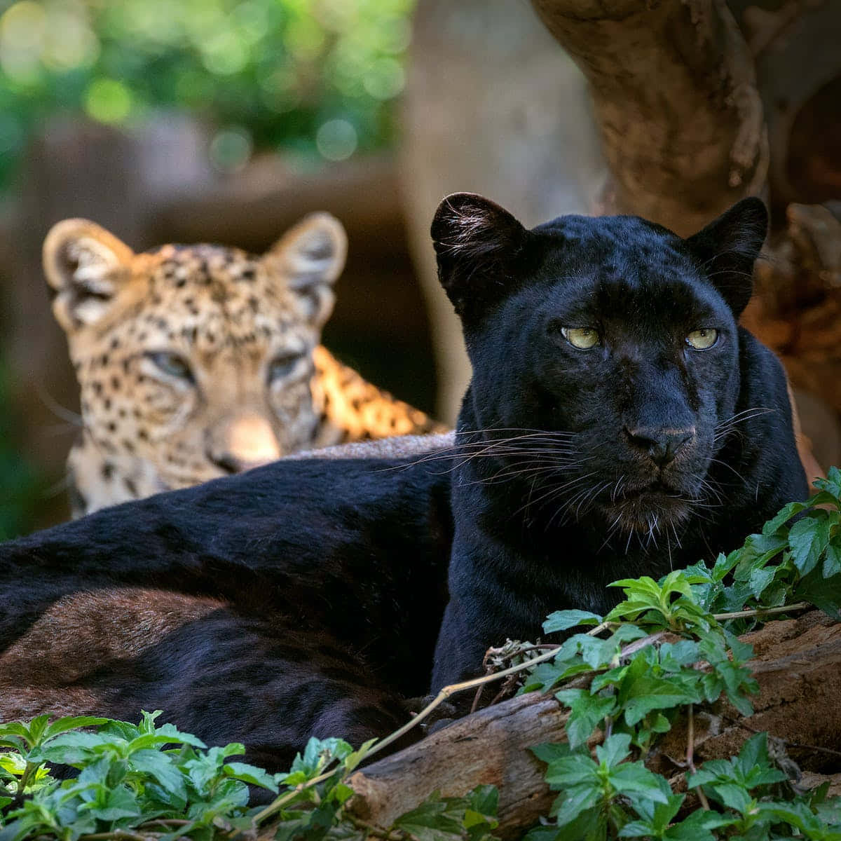 The Majestic Black Leopard