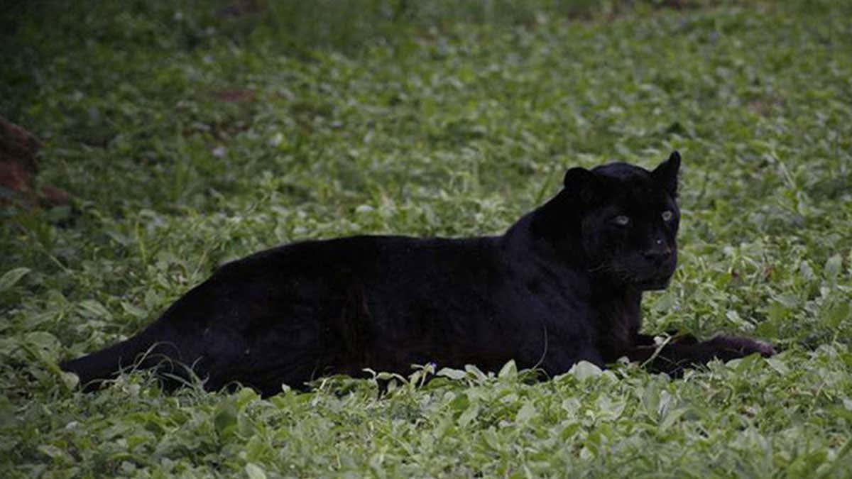 The Majestic Black Leopard