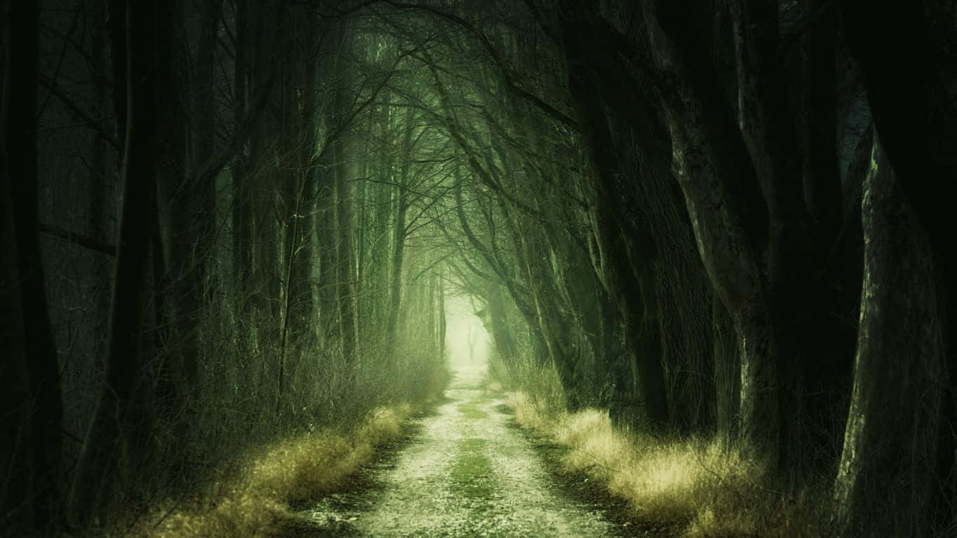 The Mysterious Dark Green Forest