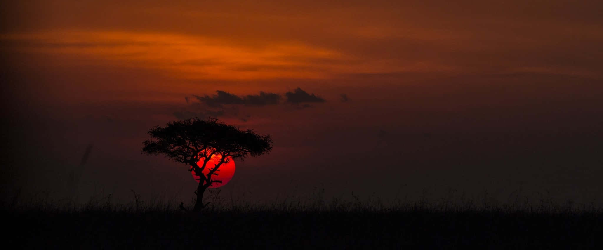 Tree In Africa Hd
