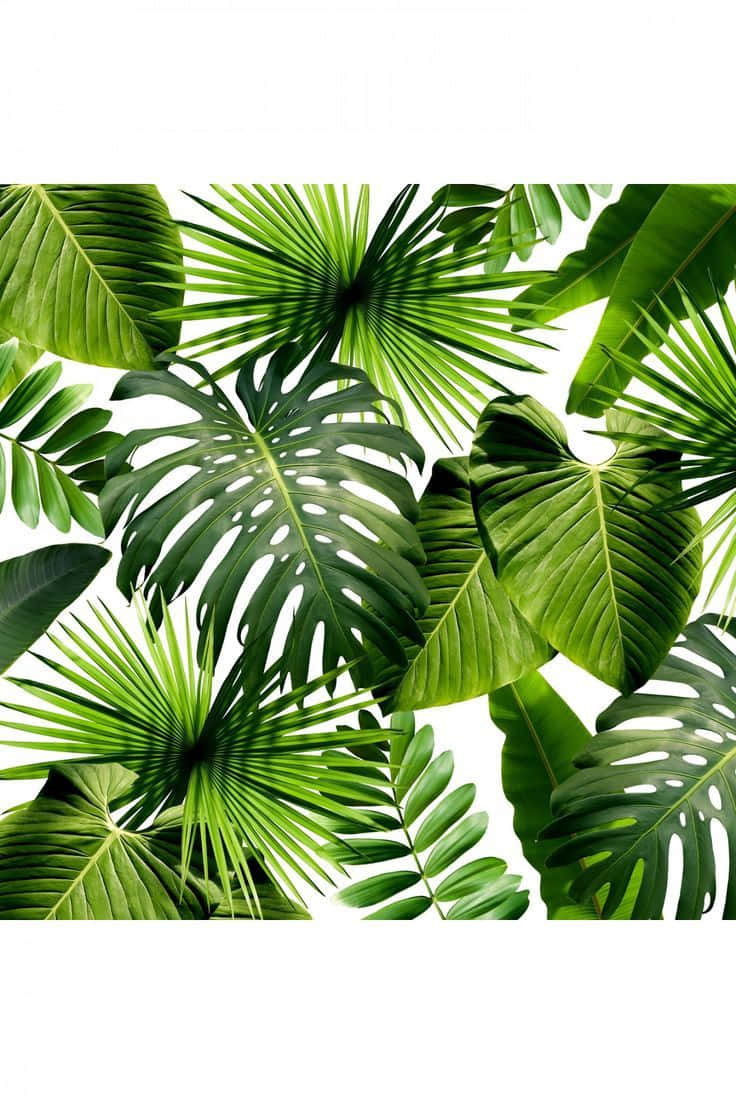 Tropical Aesthetic Big Leaves