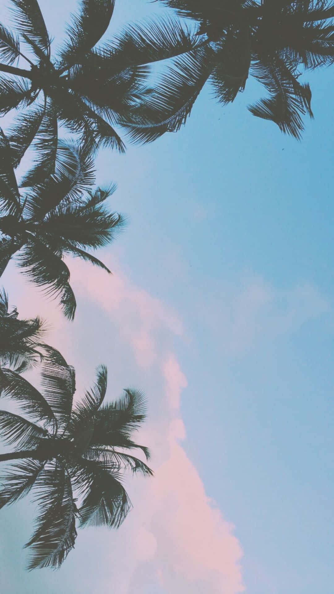 Tropical Aesthetic Blue Sky