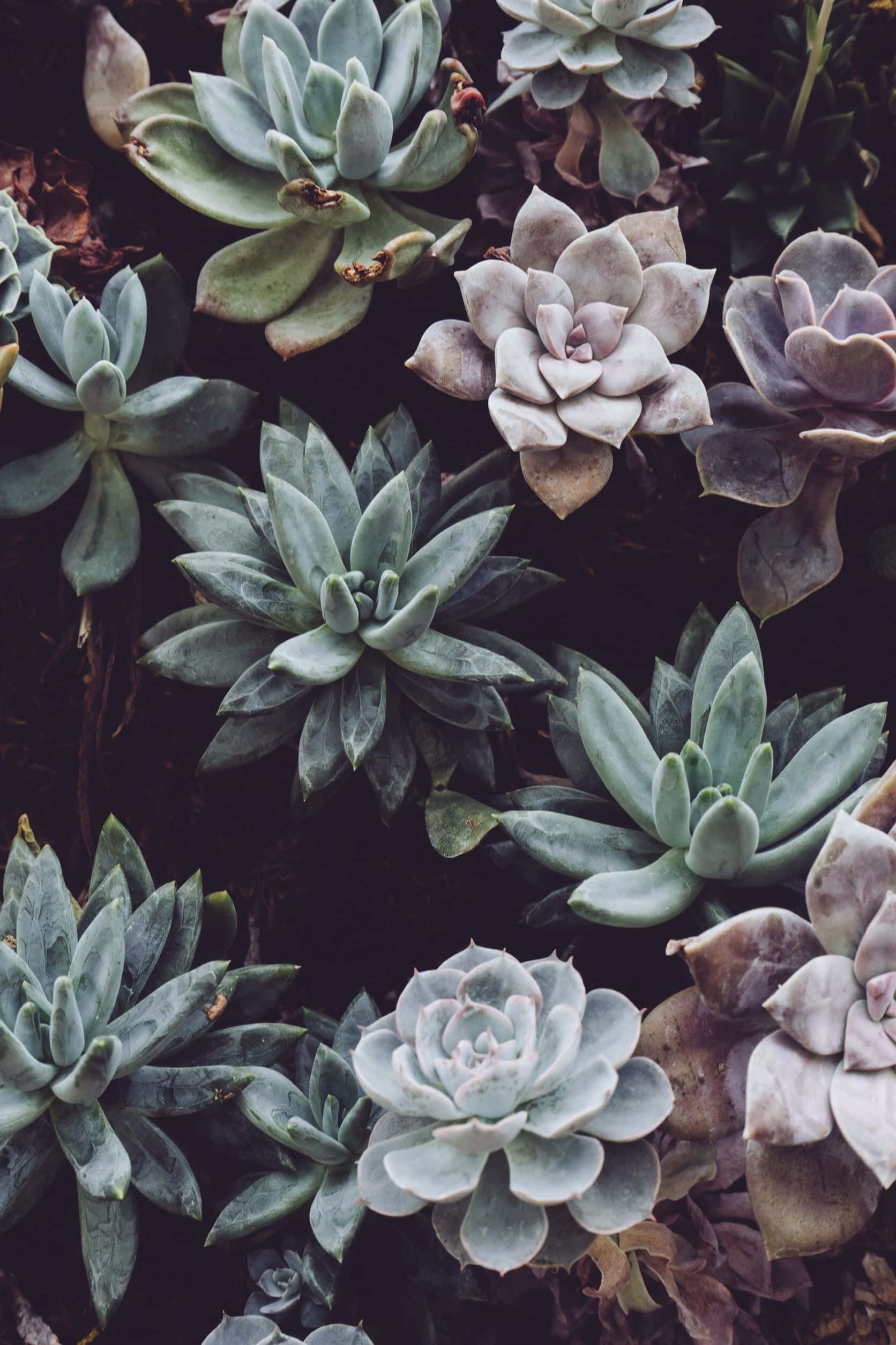 Tropical Aesthetic Succulents
