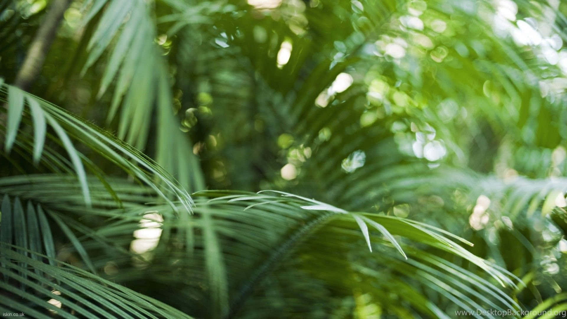 Tropical Leaves In The Sunshine