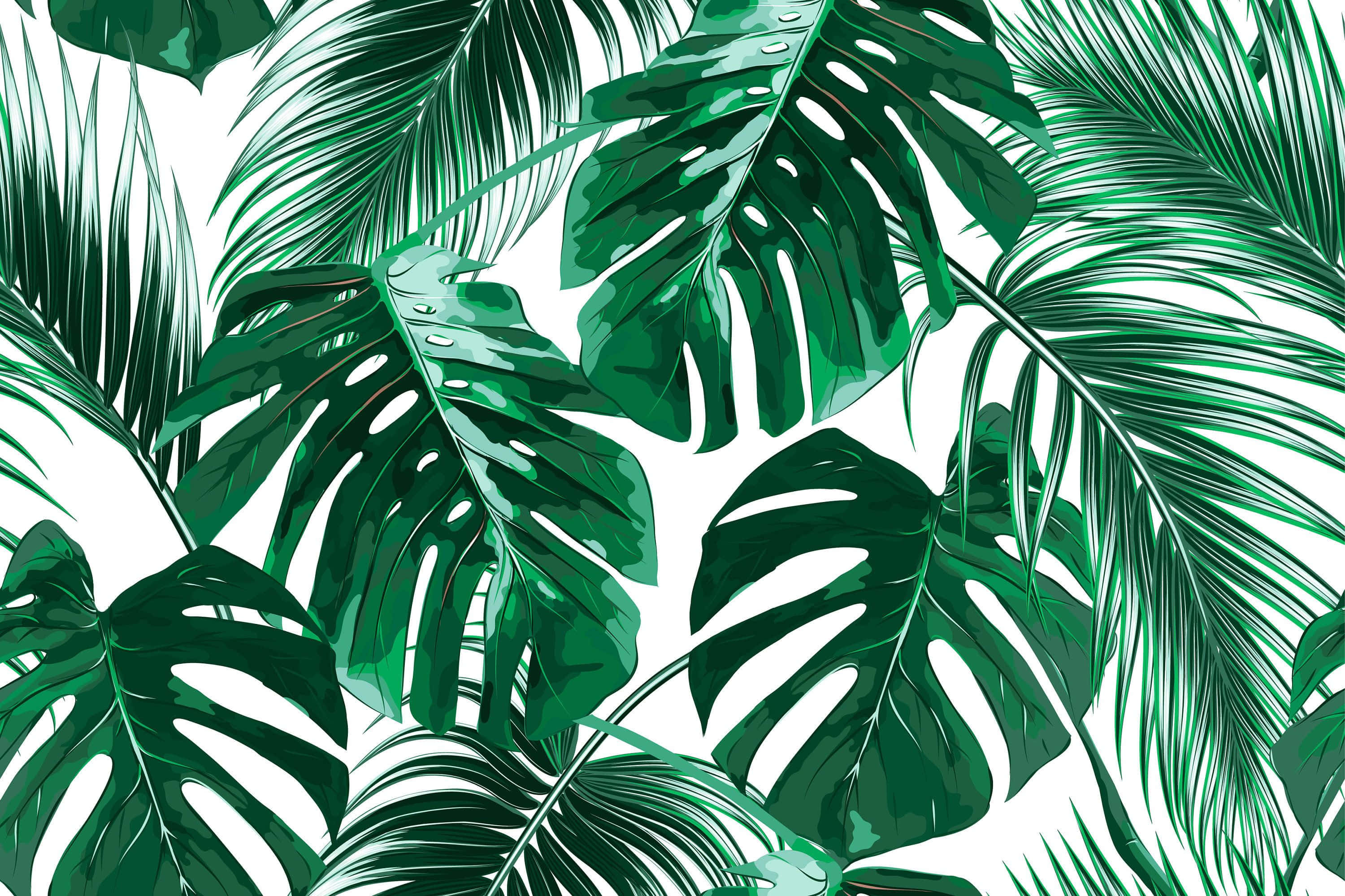 Tropical Leaves On A White Background