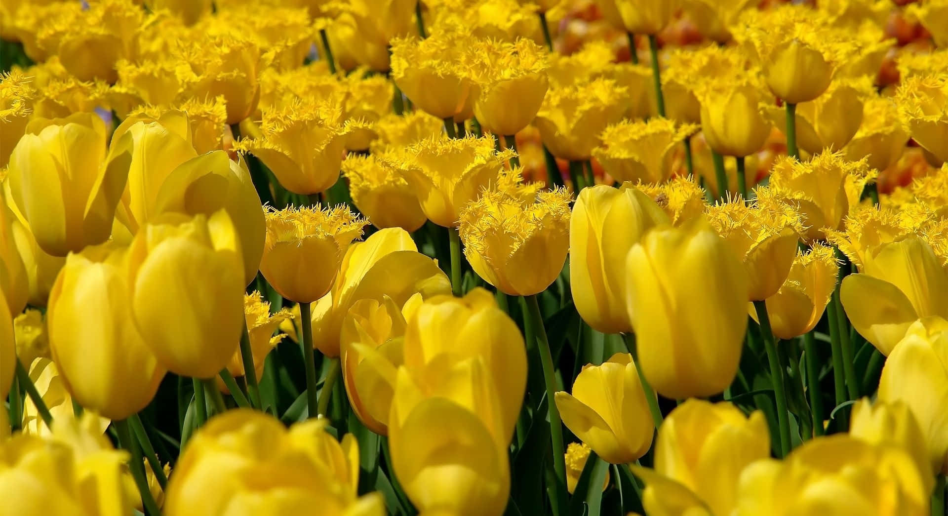 Tulips Garden Yellow Aesthetic Desktop
