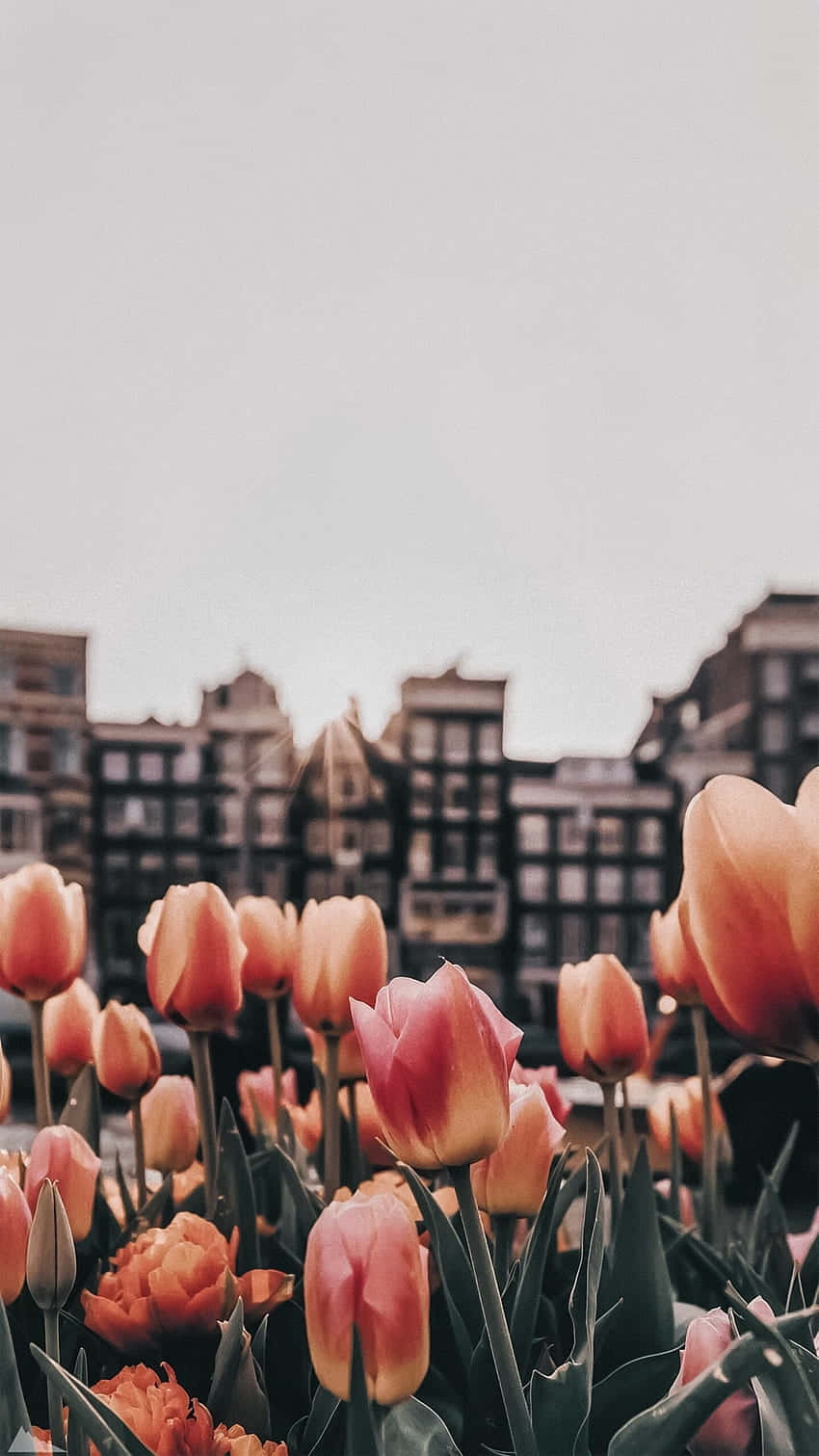 Tulips_in_ Urban_ Setting