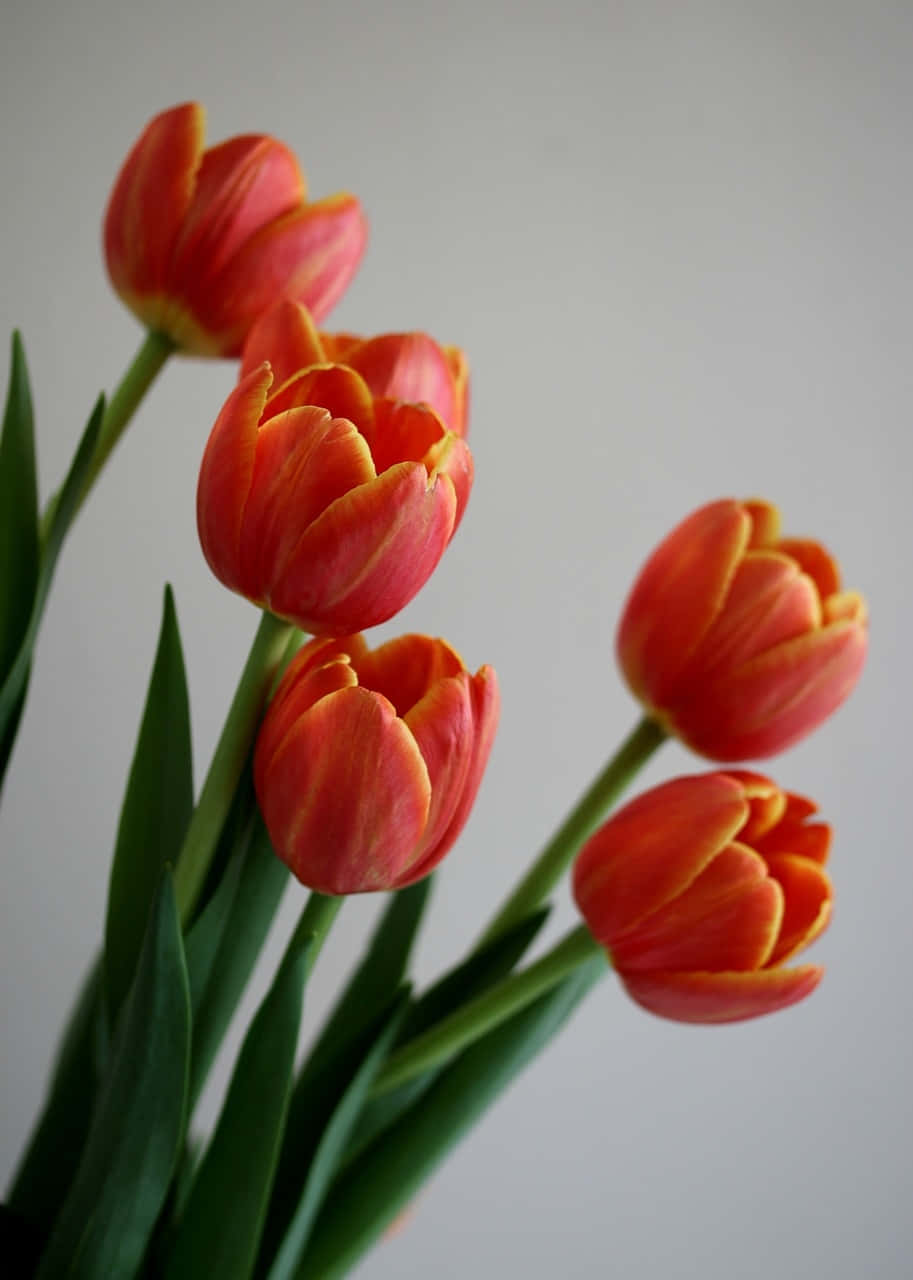 Vibrant Orange Tulips Floral Photography
