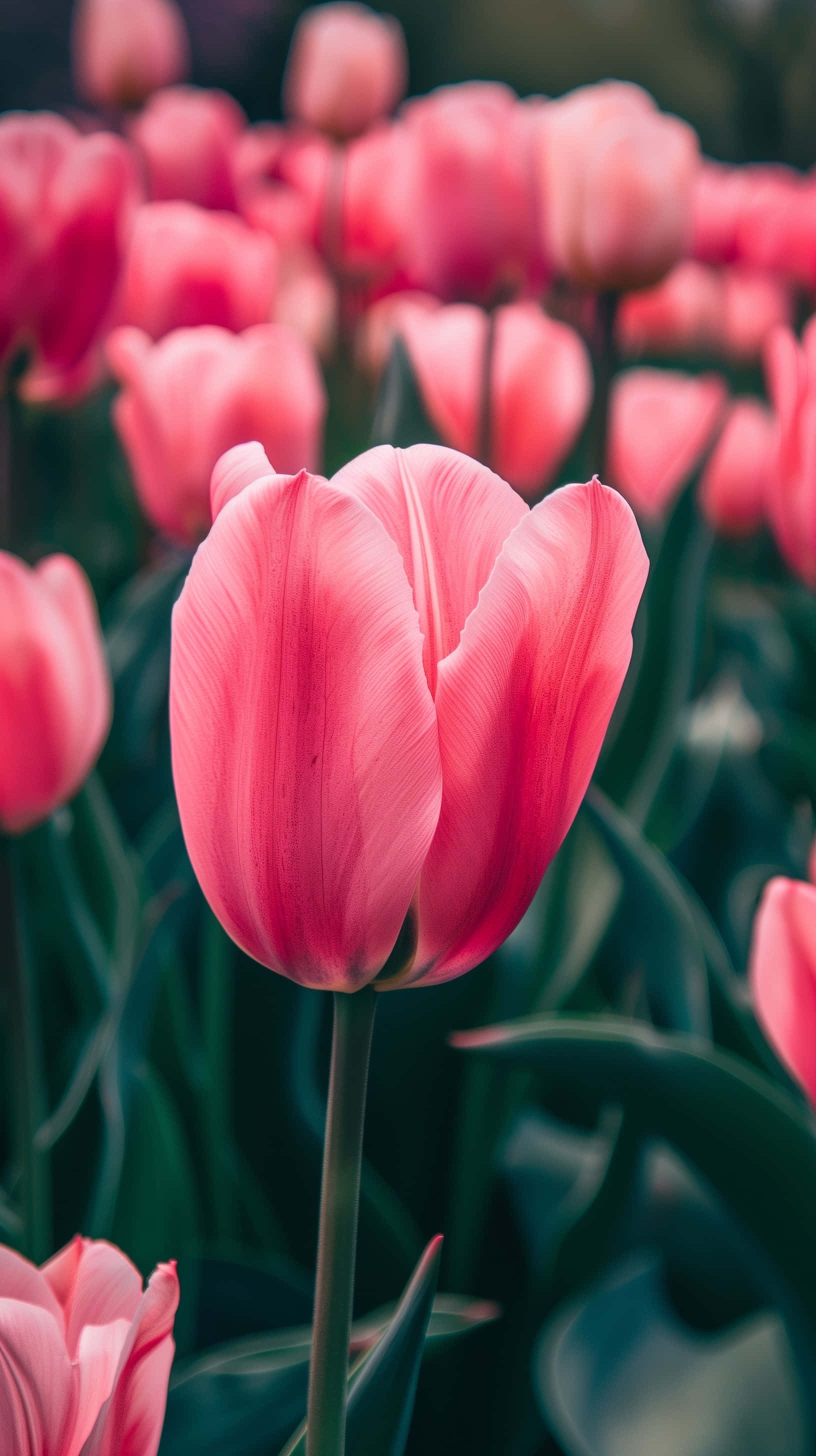 Vibrant Pink Tulip Field