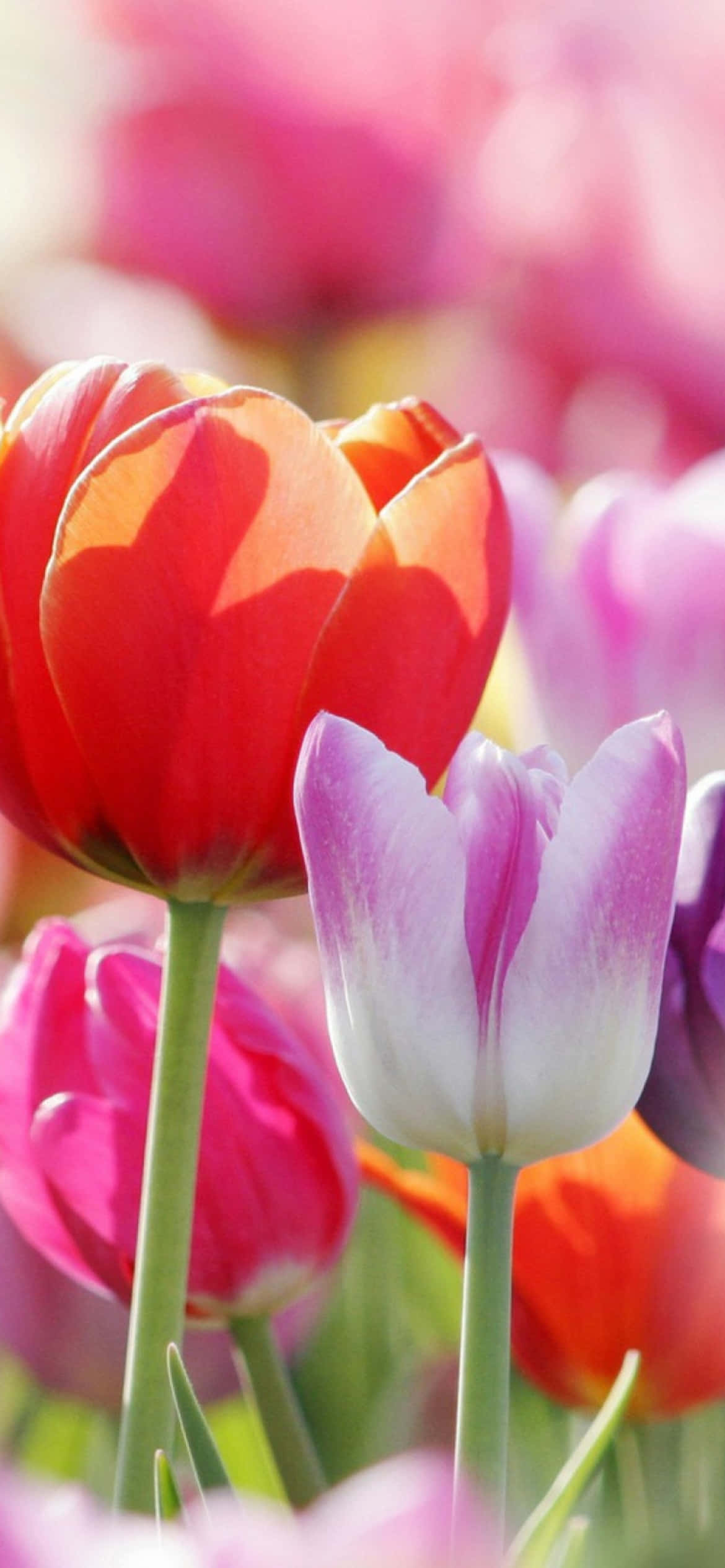 Vibrant Tulipsi Phone Wallpaper