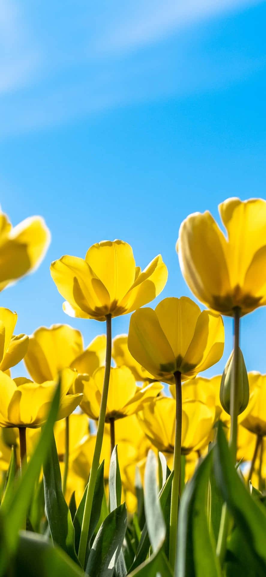 Vibrant Yellow Tulips Under Blue Sky