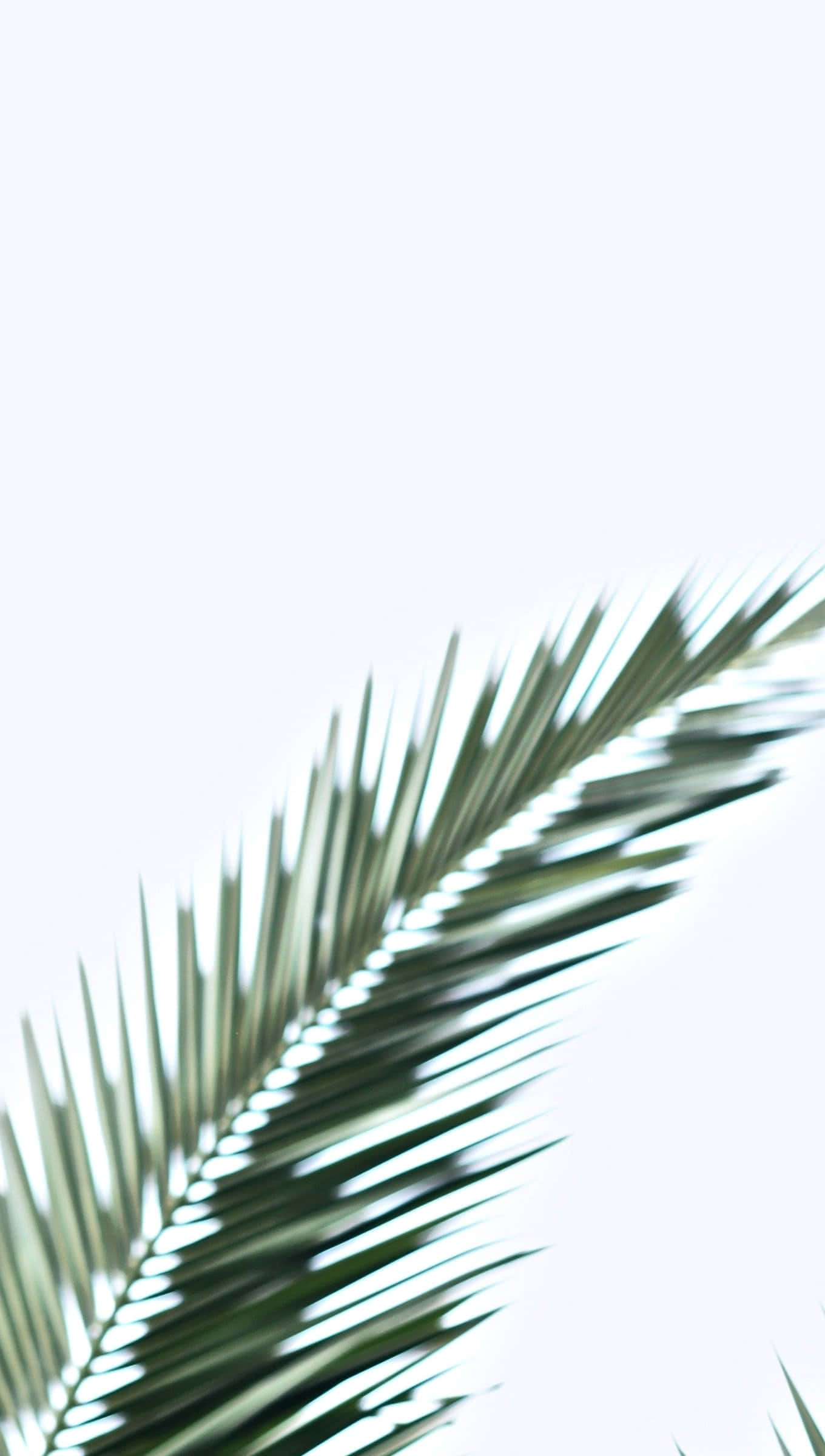 Wallpaper With Tropical Leaves On A Desktop