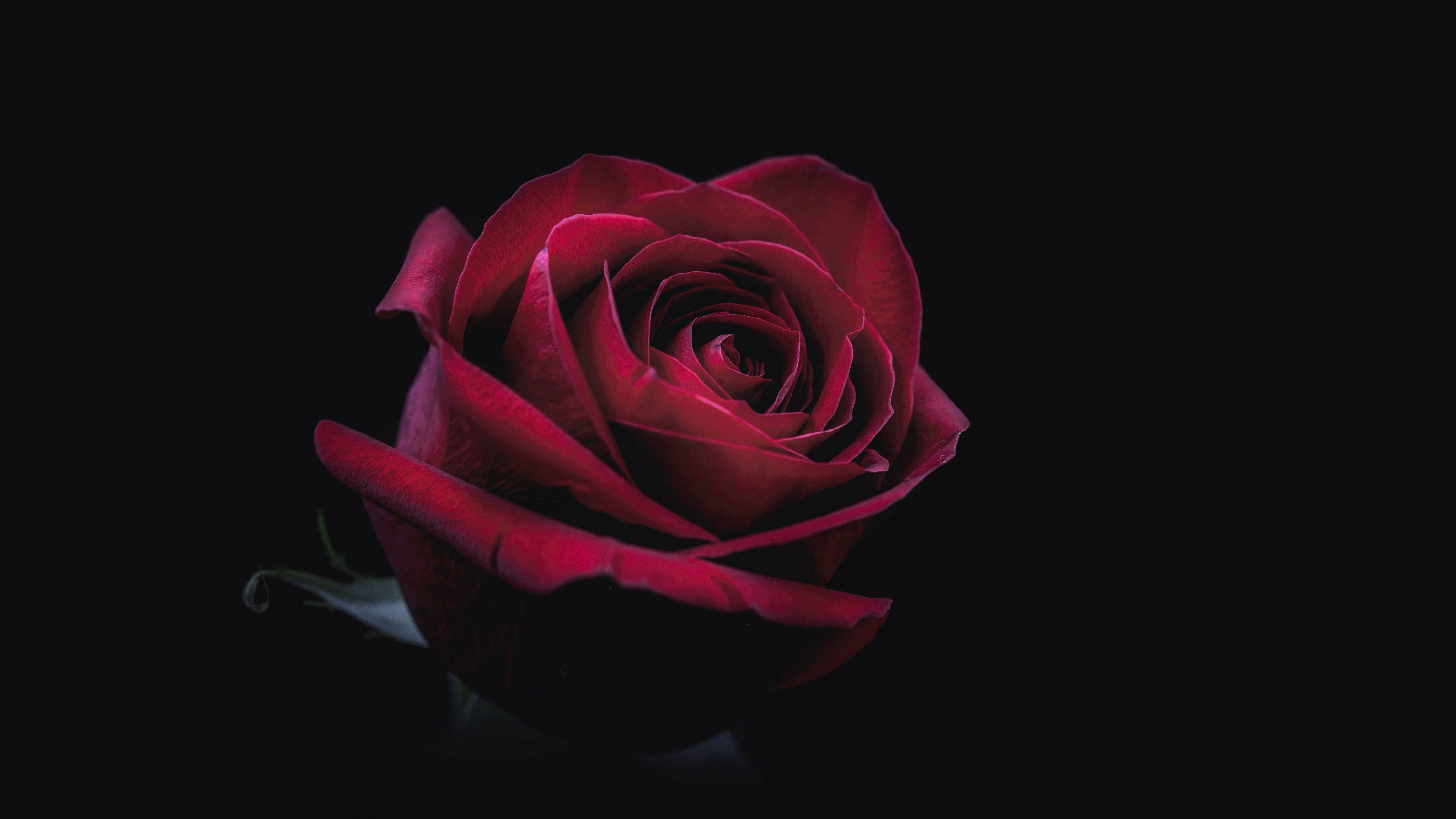 12k Red Rose Wallpaper