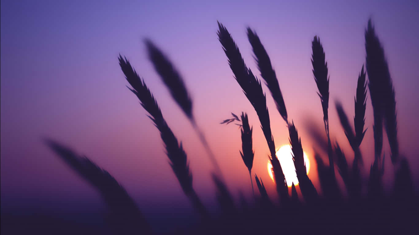 1366x768 Hd Desktop Grass Wallpaper