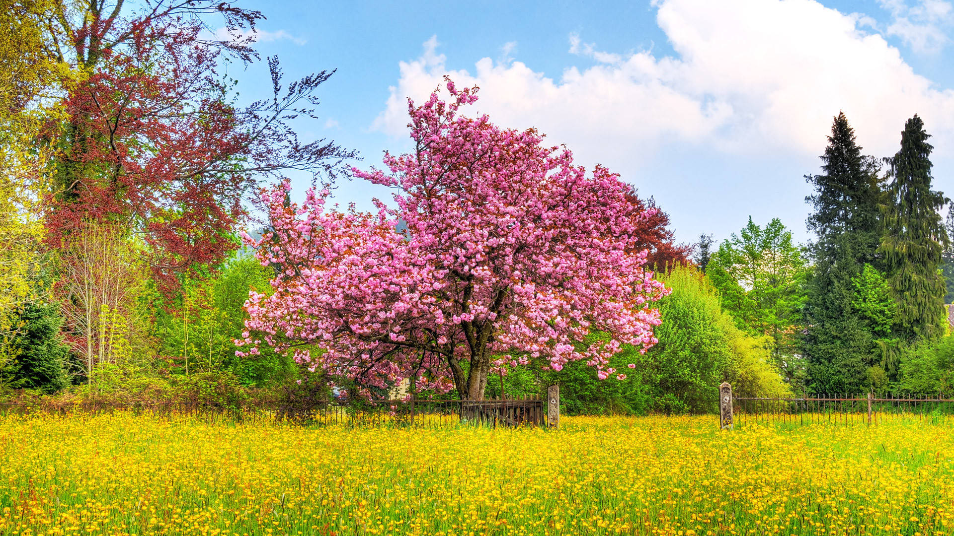 1920x1080 Full Hd Nature Pink Trees Wallpaper