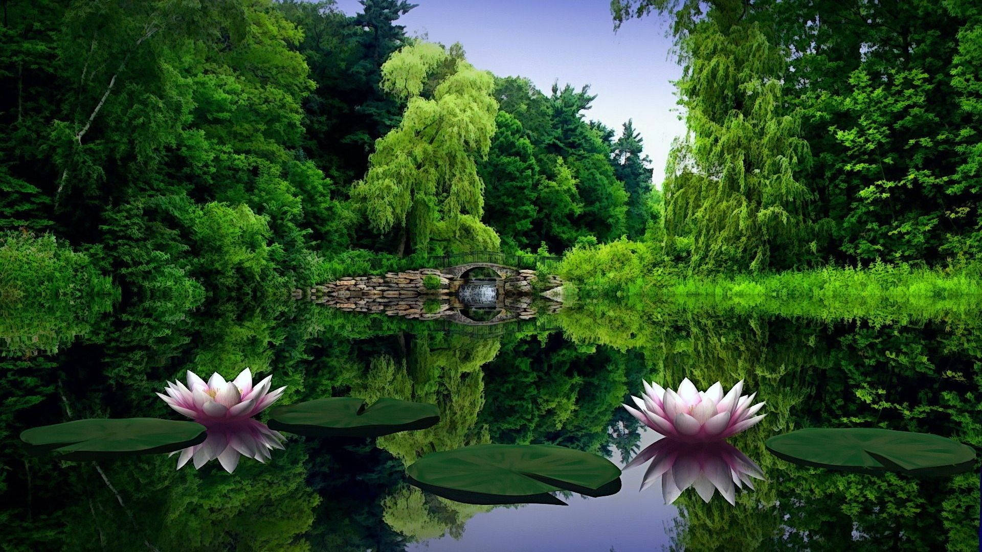 1920x1080 Full Hd Nature Water Lily Wallpaper