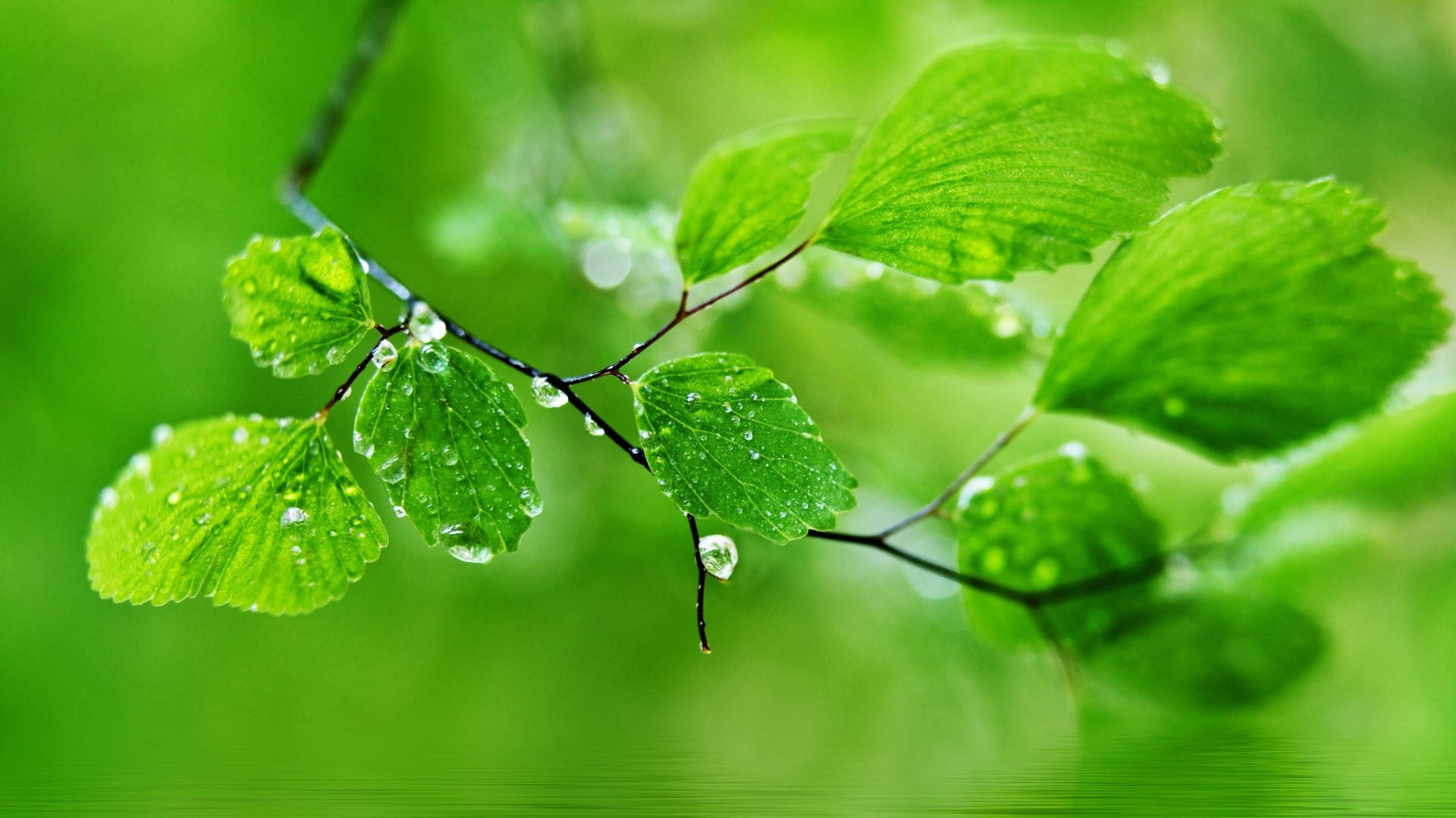 1920x1080 Full Hd Nature Wet Green Leaves Wallpaper