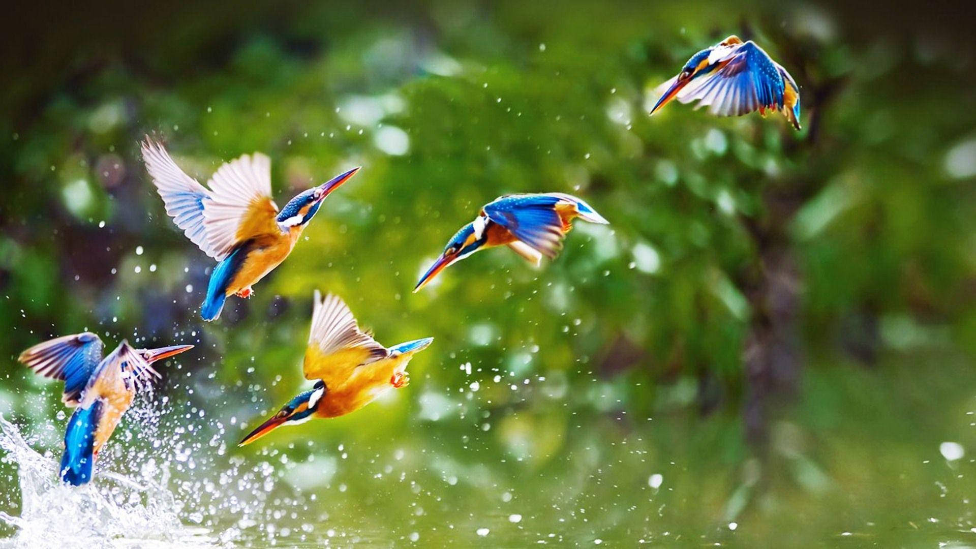 1920x1080 Hd Birds Flock Of Kingfishers Wallpaper