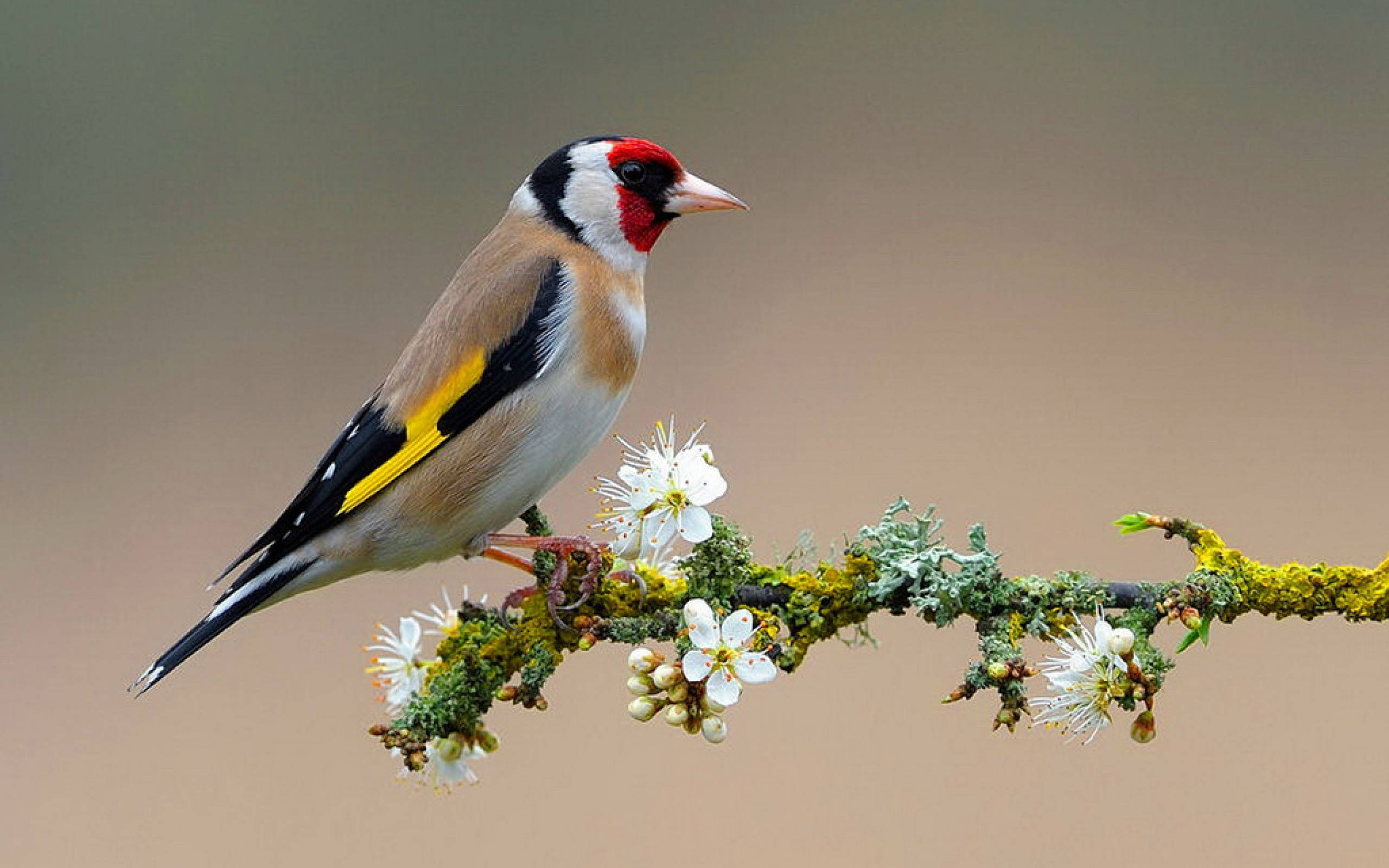 1920x1080 Hd Birds Goldfinch Wallpaper