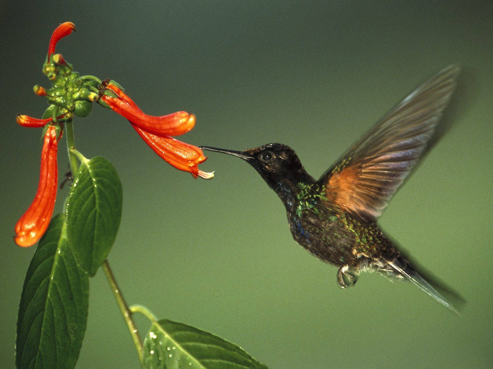 1920x1080 Hd Birds Hummingbird Wallpaper