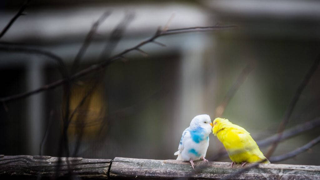 1920x1080 Hd Birds Kissing Wallpaper