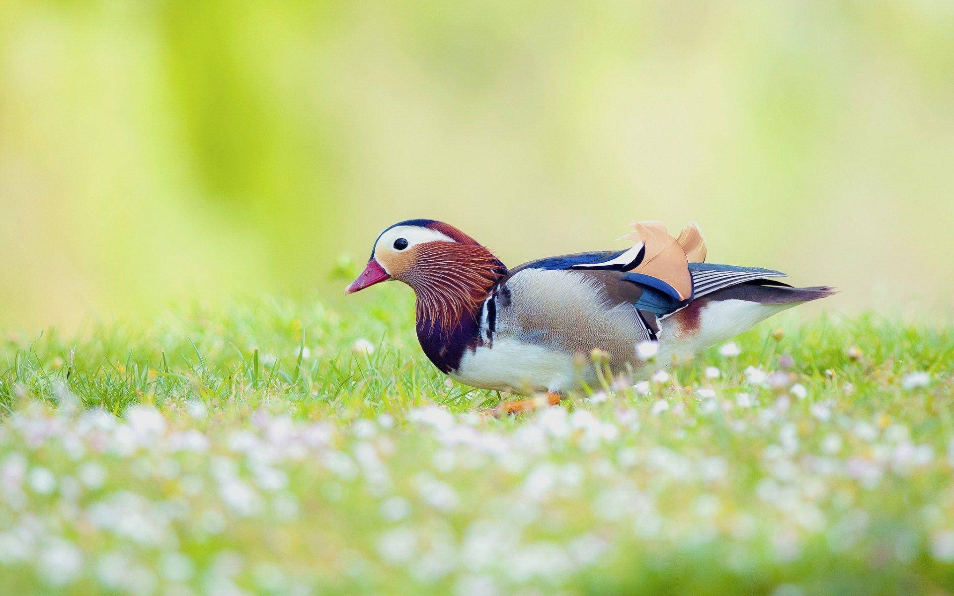 1920x1080 Hd Birds Mandarin Duck Wallpaper