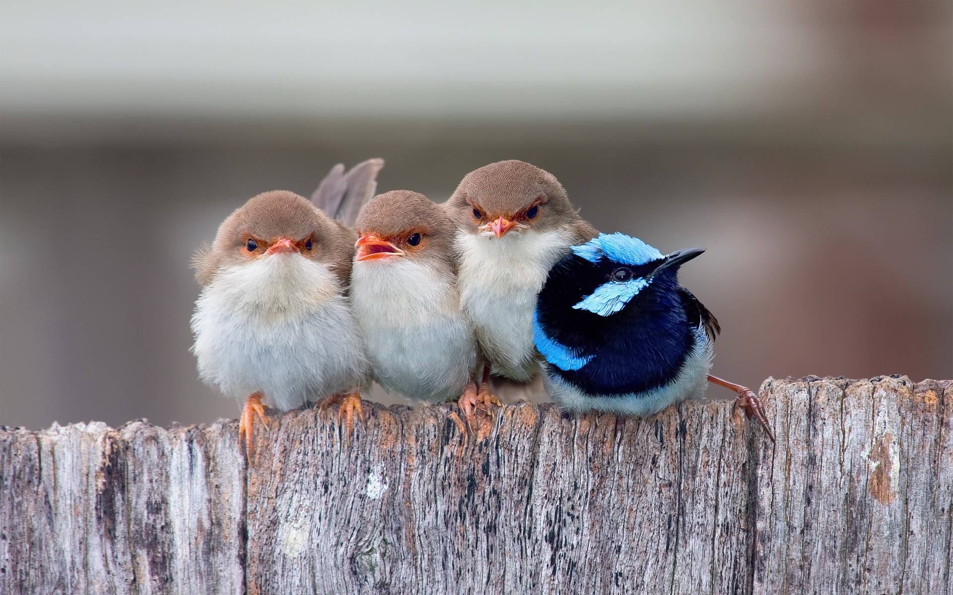 1920x1080 Hd Birds Superb Fairywren Wallpaper