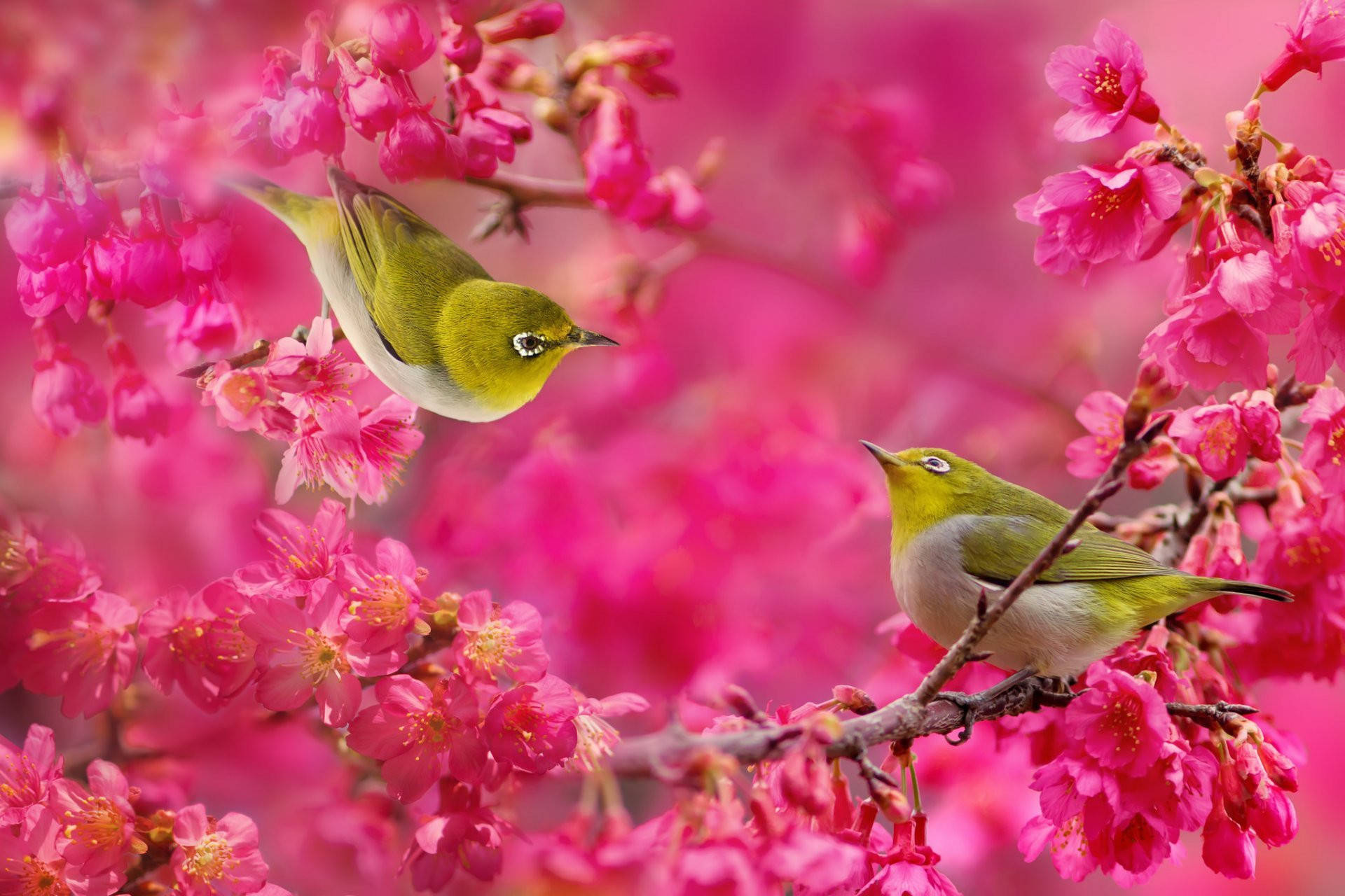 1920x1080 Hd Birds Warbling White-eye Wallpaper