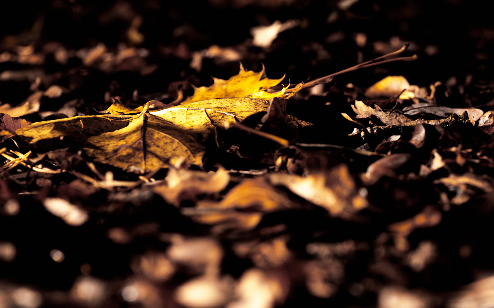 4k Autumn Dried Leaves Wallpaper