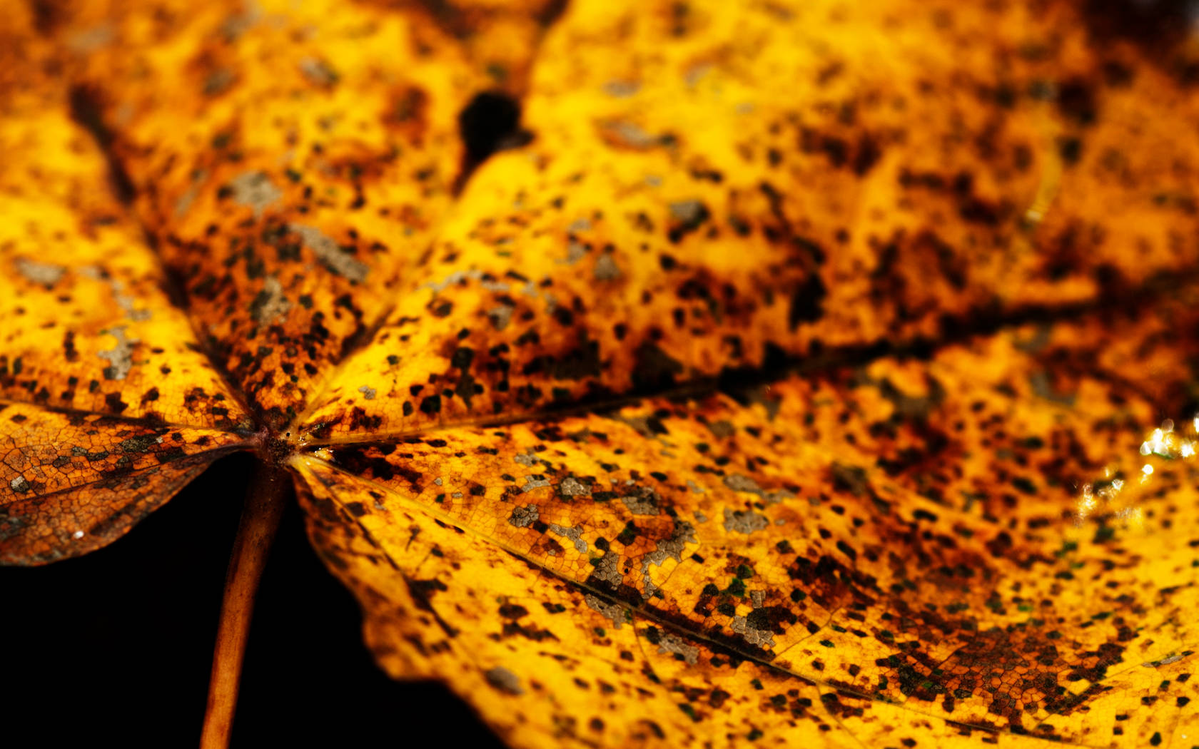 4k Autumn Rustic Maple Leaf Wallpaper