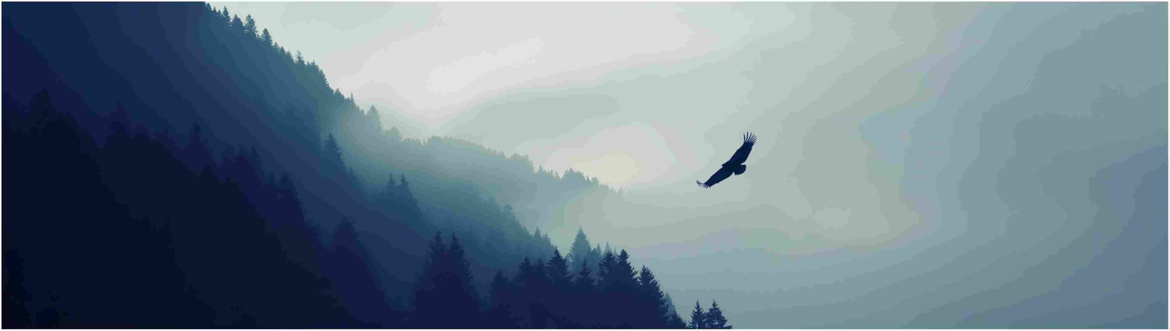 4k Dual Monitor Eagle Flying Over Forest Wallpaper