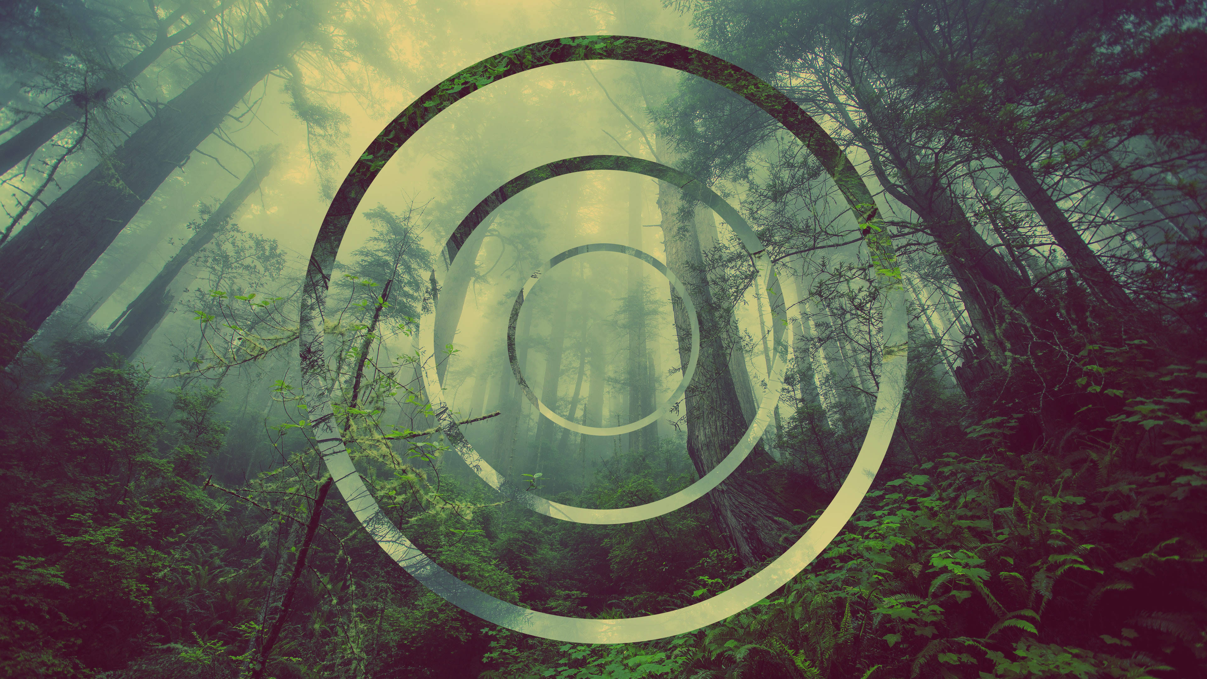 4k Green Forest With Circle Pattern Wallpaper