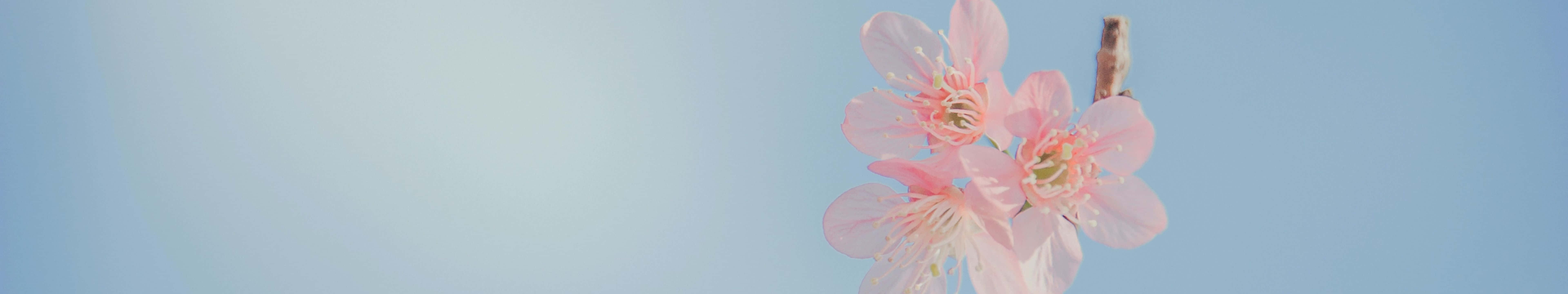 7680 X 1440 Pink Flower Wallpaper