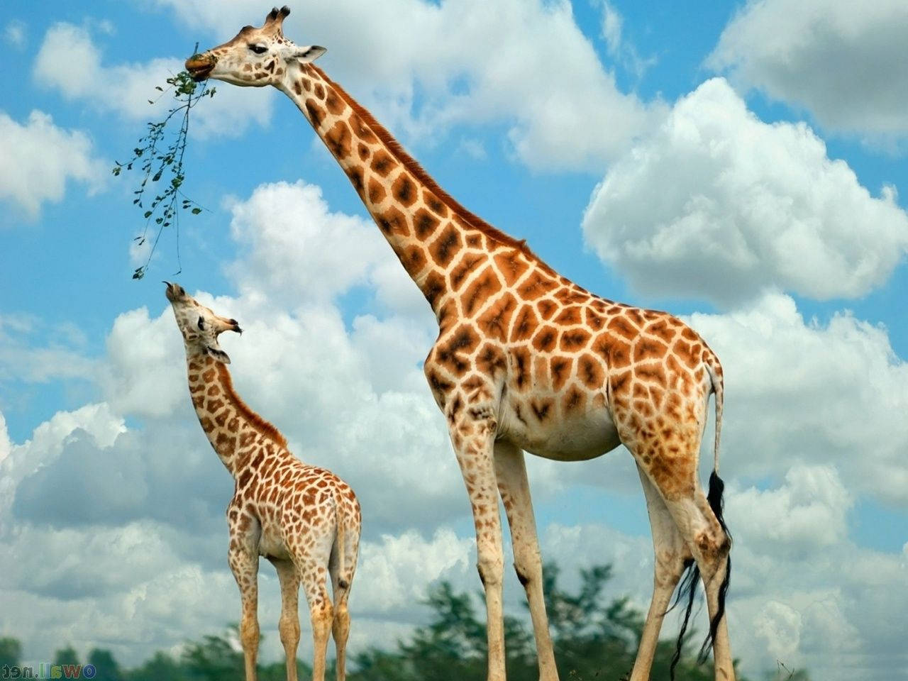 A Baby Giraffe's Feeding Time Wallpaper