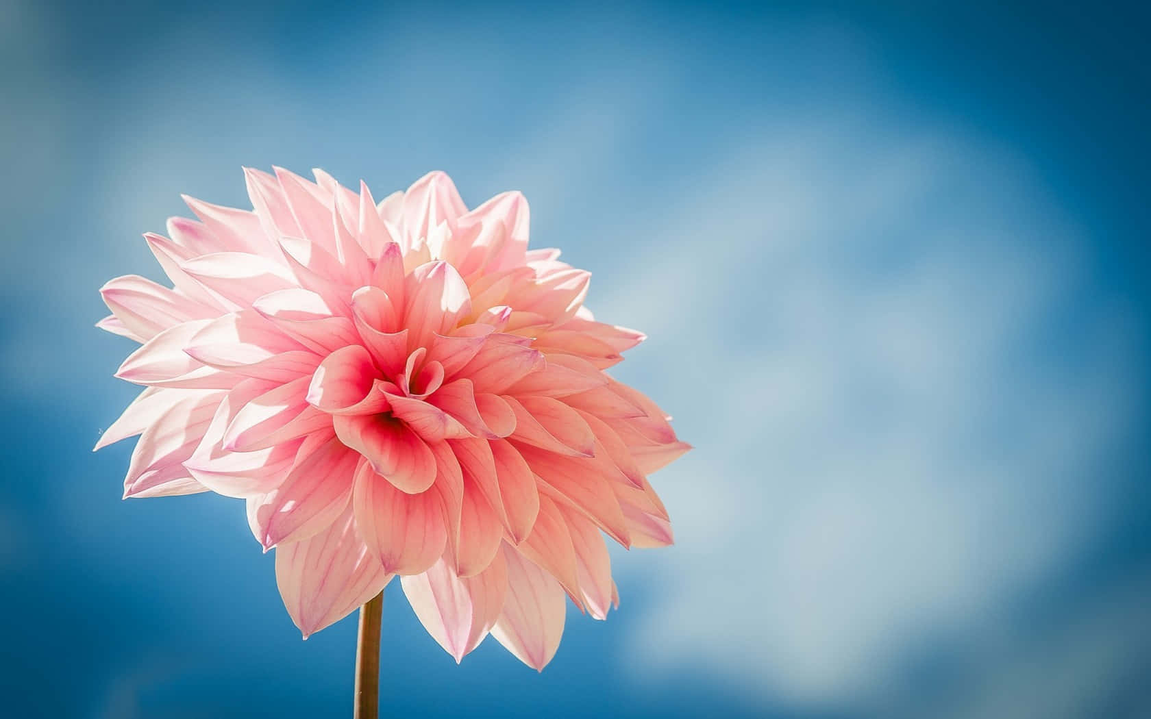 A Beautiful Array Of Different Petals And Hues Come Together To Create A Stunning Flower Under The Sunlight Wallpaper