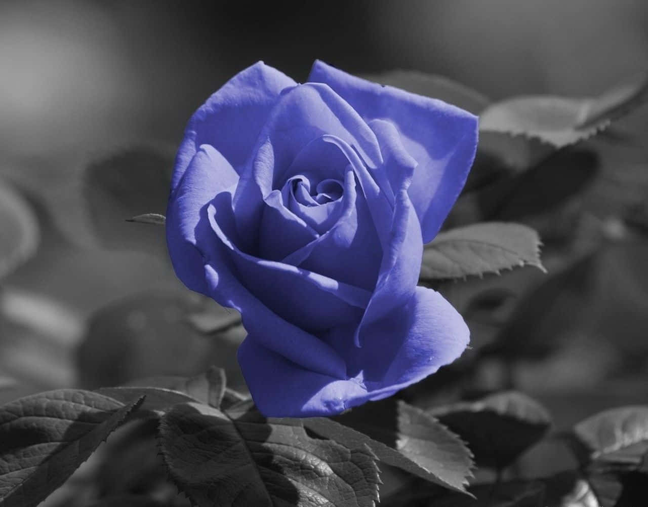A Beautiful Blue Rose Blooming In The Garden Wallpaper