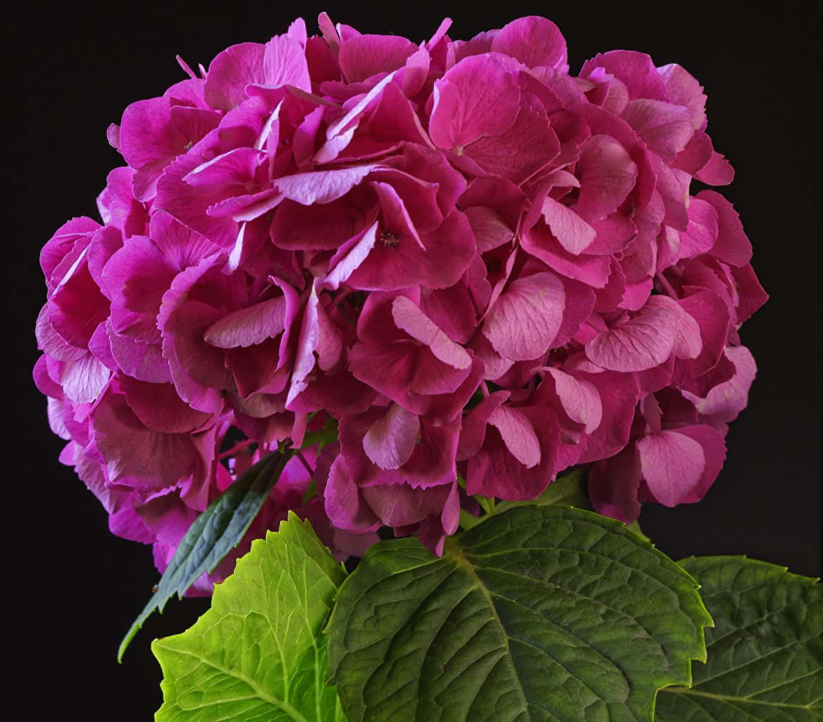 A Beautiful Bouquet Of Black And Pink Flowers. Wallpaper