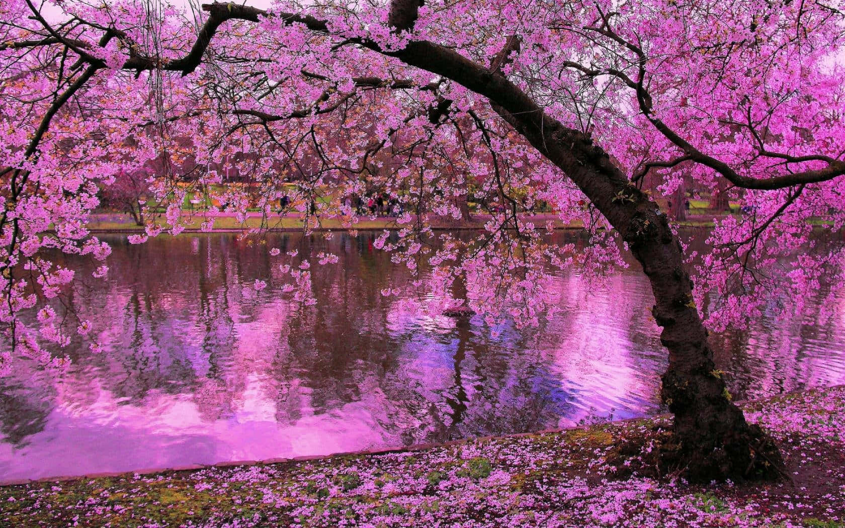 A Beautiful Evening In Japan With Lovely Sakura Blossom Wallpaper