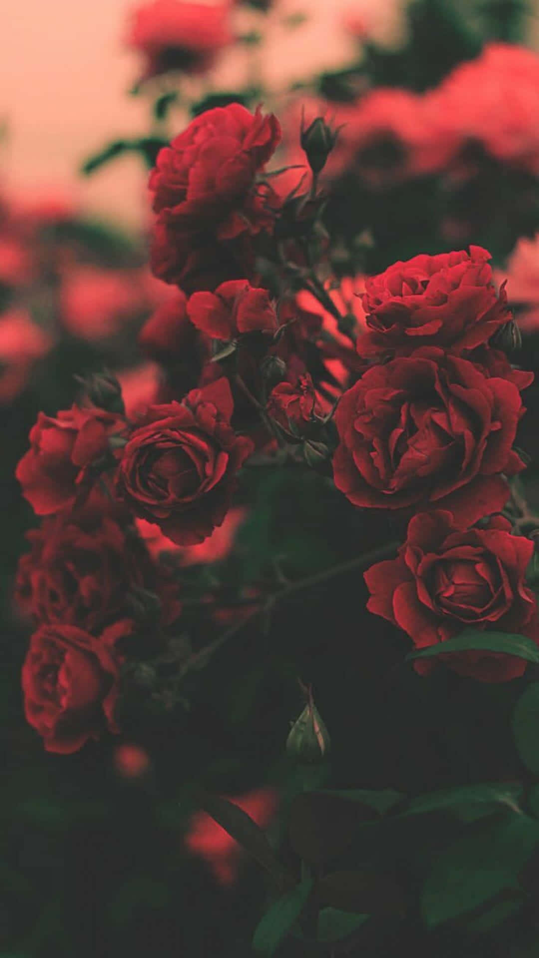 A Beautiful Rose To Light Up Your Day Wallpaper
