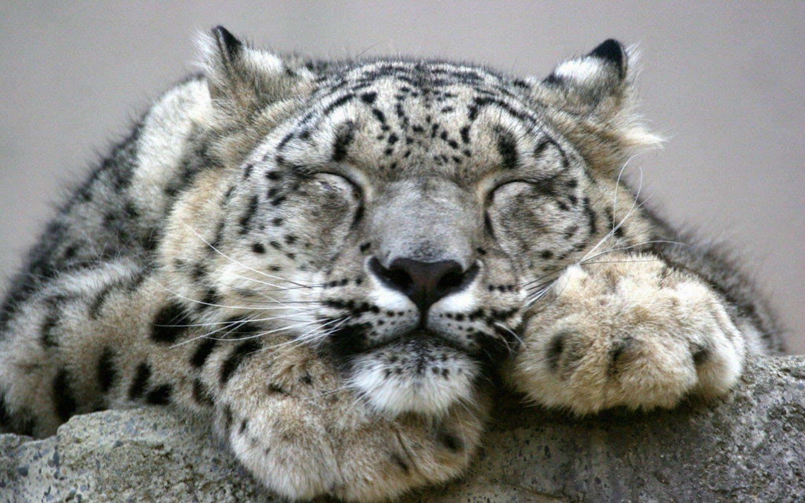 A Beautiful Snow Leopard Standing In A Rocky Mountain Range Wallpaper