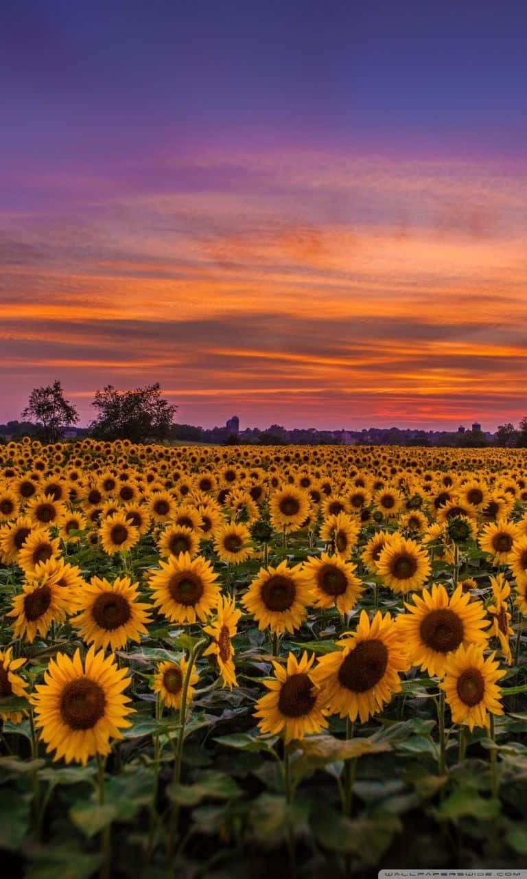 A Beautiful Sunflower Illuminated By The Bright Summer Sun Wallpaper