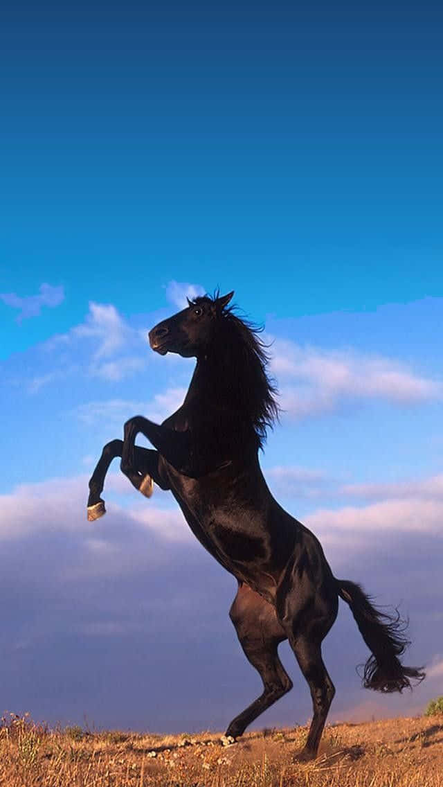 A Beautiful White Horse Gallops Freely In A Lush Green Field. Wallpaper